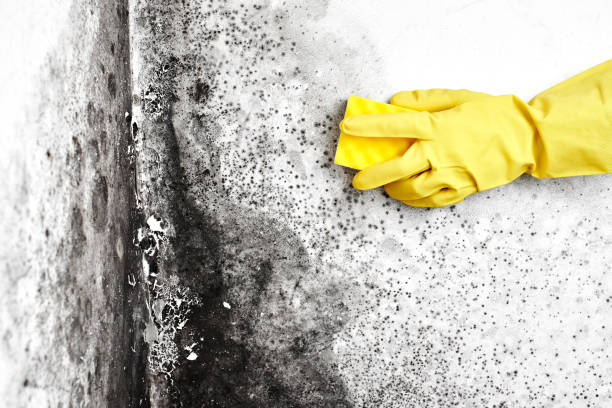 Best Same-Day Mold Removal  in Fordyce, AR