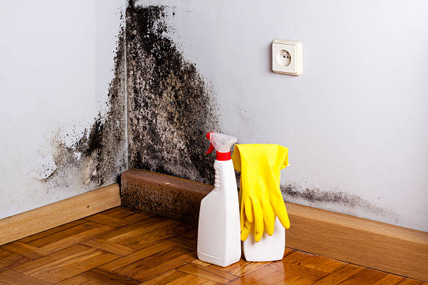 Best Local Mold Removal Service  in Fordyce, AR
